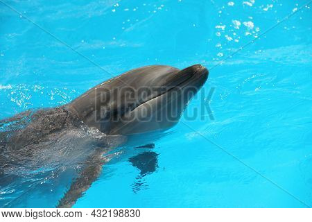Dolphin Swimming In Pool At Marine Mammal Park