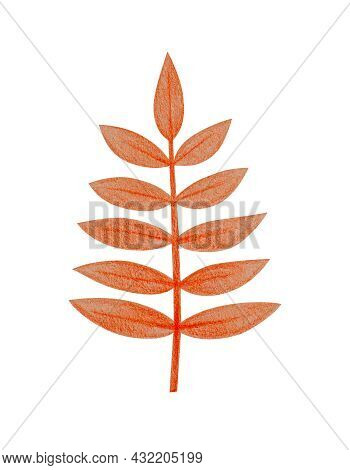 Hand Drawn Red Pinnately Compound Leaf With A Rough Texture. Isolated Plant Drawing With Colored Pen