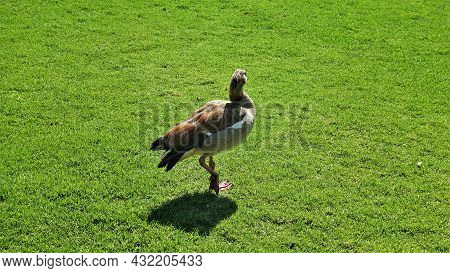 An Egyptian Goose Stands Alone On A Green Lawn. The Head Is Turned. One Leg Is Raised. A Shadow On T