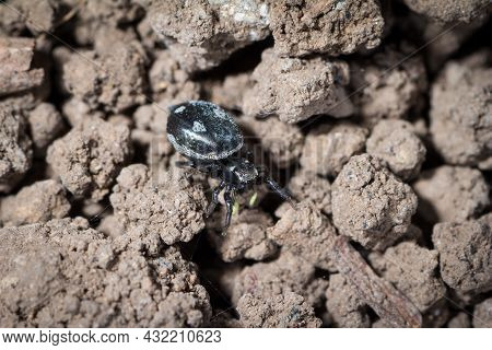 Heliophanus Kochii A Jumping Spider Waits For Its Prey