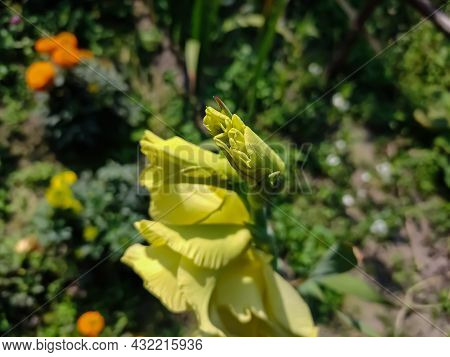 Gladiolus Is A Genus Of Perennial Cormous Flowering Plants In The Iris Family. It Is Sometimes Calle