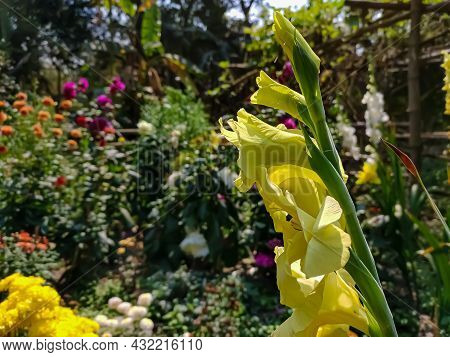 Gladiolus Is A Genus Of Perennial Cormous Flowering Plants In The Iris Family. It Is Sometimes Calle