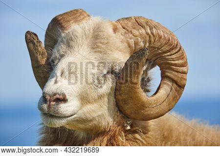 Head Sheep Lamb Grazing Under Blue Sky On Faroe Islands