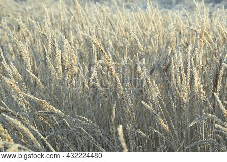 Iced Old Dry Grass Covered With Frozen Condenced Water Vapour