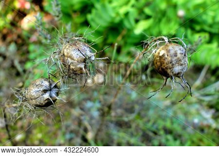Close Up Of Dried Cornflower Seed Heads(centaurea Cyanus). The Centre One Has A Juvenile Saddle-back