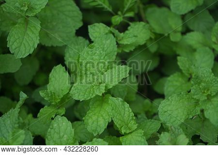 Peppermint Plant Grow At Vegetable Garden. Fresh Peppermint Trees In Organig Garden.
