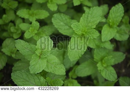 Peppermint Plant Grow At Vegetable Garden. Fresh Peppermint Trees In Organig Garden.