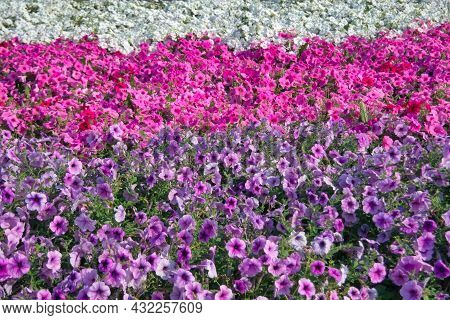 Colorful Petunia Flowers Close Up. Petunia Plant With Red Flowers. Closeup Petunia Flowers. Red Petu