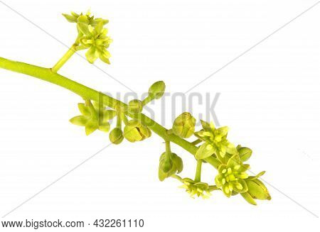 View Of The Complete Flower Of The Avocado (persea Americana) Tree Known As Protogynous Dichogamy, W