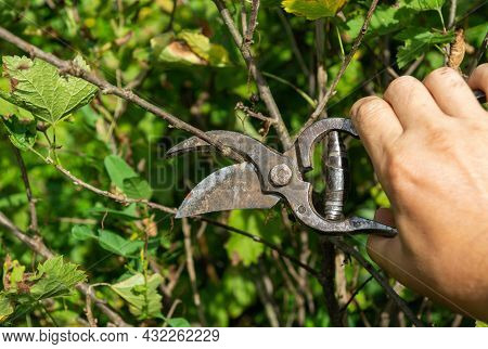 A Gardener Cuts Branches With A Pruner In The Garden. Caring For Agrus Or Currant Bushes