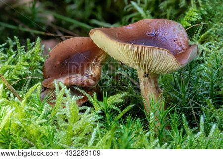 Close Up Of A Brown Milkcap Mushroom Between Pine Needles And Moss