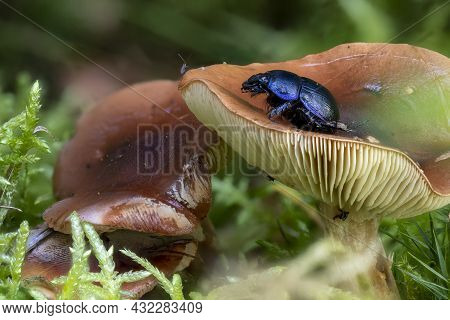 Close Up Of A Brown Milkcap Mushroom Between Pine Needles And Moss