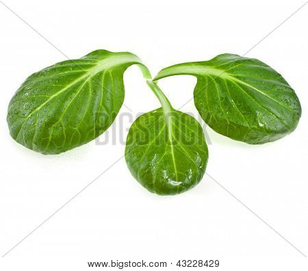 čerstvé zelené listy špenátu nebo pak choi makro izolovaných na bílém pozadí