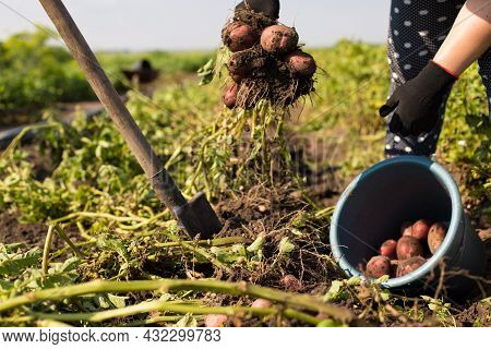 Female Gardener Diging Out Potato With Shovel On A Field.