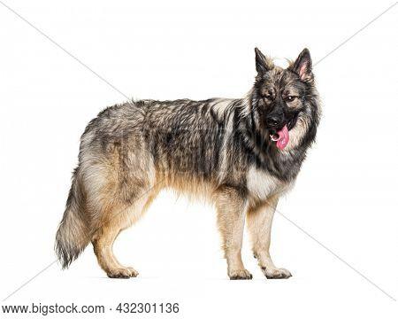 Side view, profile, of standing dog making a face isolated on white
