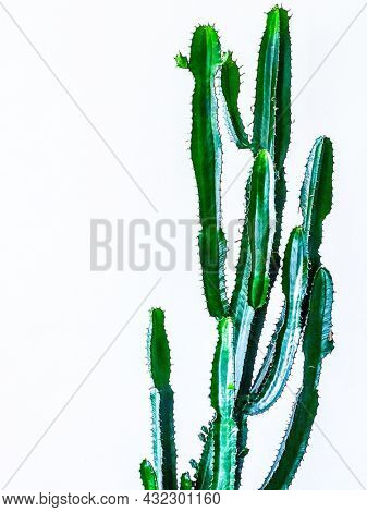 Part of a cactus in front of white wall, moke up for art frame
