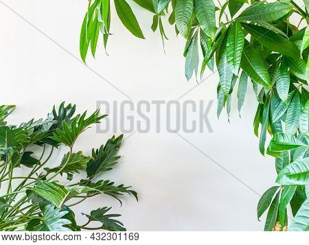 foliage in front of white wall, moke up for art frame
