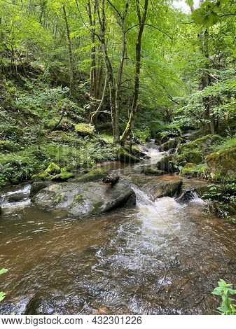 Gorges of the monne river in the green forest, olloix, Puy-de-DÃ´me, Auvergne