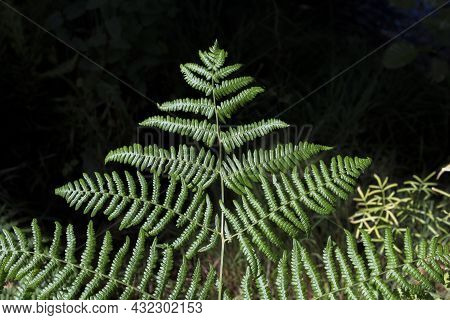 Common Bracken At Ribera De Acebo River. Exceptional Nature Spot In The Heart Of Sierra De Gata, Cac
