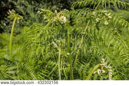 Common Bracken At Ribera De Acebo River. Exceptional Nature Spot In The Heart Of Sierra De Gata, Cac