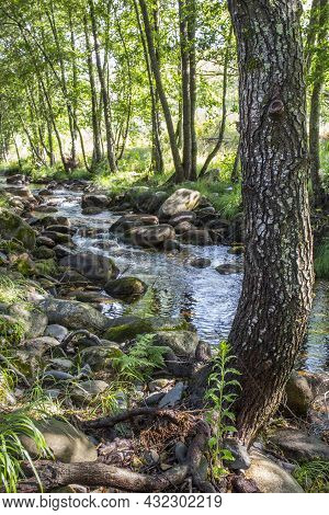 Alder Tree Forest At Ribera De Acebo River. Exceptional Nature Spot In The Heart Of Sierra De Gata, 