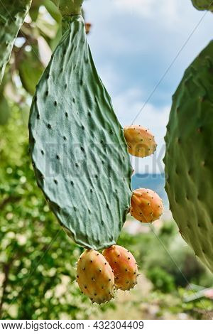 Prickly Pear Opuntia Cactus Or Ficus-indica. Indian Fig Opuntia With Ripe Sweet Fruits. Edible Cactu