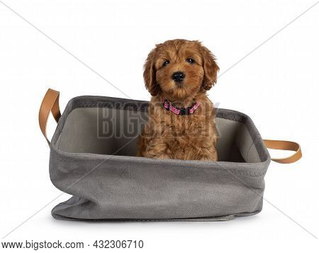 Adorable Cobberdog Puppy Aka Labradoodle Dog, Sitting In Gray Basket. Looking Straight Towards Camer