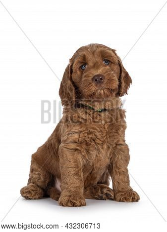 Adorable Cobberdog Puppy Aka Labradoodle Dog, Lsiting Up Facing Front. Looking Straight Towards Came