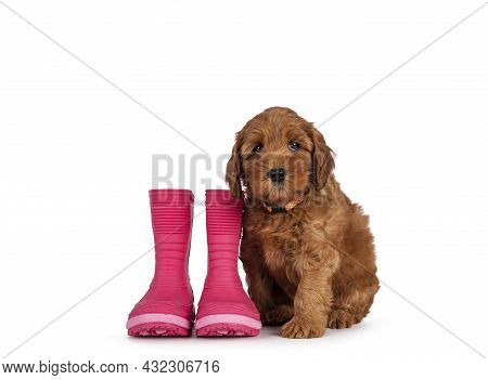 Adorable Cobberdog Puppy Aka Labradoodle Dog, Sitting Up Facing Front Beside A Pair Of Pink Rubber B