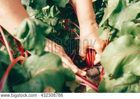 Caucasian Womans Hands With Beet During Harvesting On Farm. Bed In Vegetable Garden. Ecologically Fr