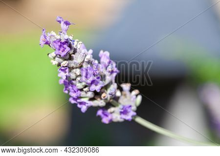 Flowering Lavandula Or Lavender Plant Outdoor As A Summervibes Card Concept. High Quality Photo