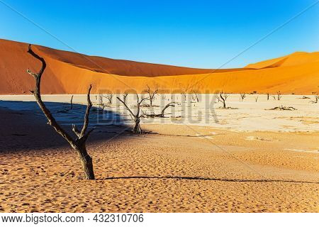 Picturesque dry fossilized tree remains at the bottom of the dried-up lake Sossusflei. The clay plateau in the Namib Desert. Afrika. The Valley, famous for the skeletons of dead trees