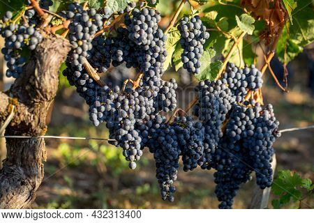 Close Up Of Red Merlot Grapes In Vineyard. Medoc, Gironde, Aquitaine. France