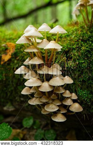 Group Of Toadstool Mushrooms On Mossy Tree Trunk In The Autumn Forest. Dangerous Poison Mushrooms. M