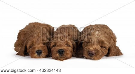 Row Of 3 Adorable Cobberdog Puppy Aka Labradoodle Dog, Sleeping. Isolated On A White Background.