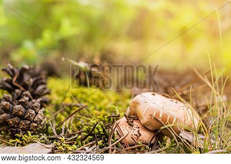 Group Of Mushrooms Boletus, Suillus Luteus, Grows Among Moss And Fallen Pinecones In Coniferous Fore