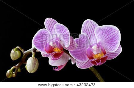 コチョウラン蘭蛾花と黒の芽