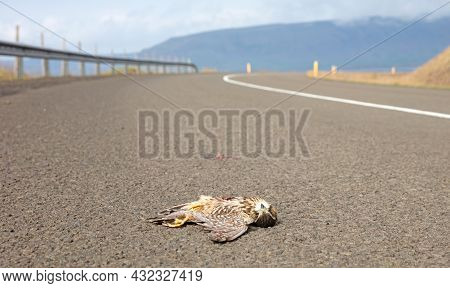 Dead Gyrfalcon (falco Rusticolus) On The Asphalt, Hit By Traffic