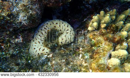 Pineapple Coral Or Knob Coral, Honeycomb Coral (dipsastraea Favus. Previously Called Favia Favus) Un