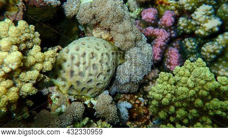 Pineapple Coral Or Knob Coral, Honeycomb Coral (dipsastraea Favus. Previously Called Favia Favus) Un