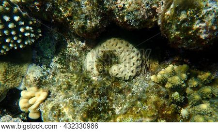 Pineapple Coral Or Knob Coral, Honeycomb Coral (dipsastraea Favus. Previously Called Favia Favus) Un