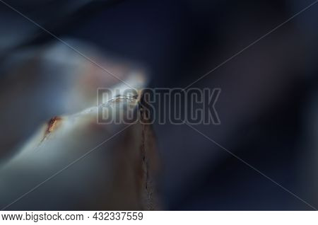 A Macroshot Of A Leaf In Rich Colors