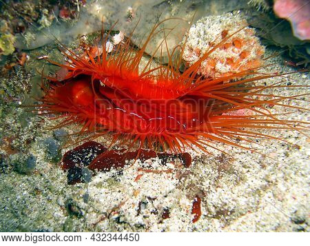A Red Electric Clam (ctenoides Ales) On The Ground In The Filipino Sea 14.11.2016