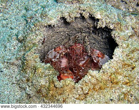 Mantis Shrimp (odontodactylus) In A Hole In The Filipino Sea 18.11.2015