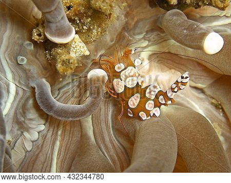 Squat Shrimp (thor Amboinensis) On An Anemone In The Filipino Sea 7.12.2015