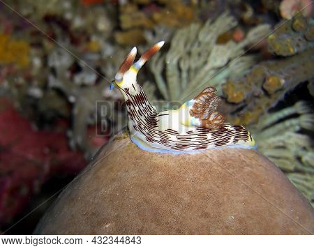 Variable Neon Slug (nembrota Lineolata) On The Ground In The Filipino Sea 10.12.2015