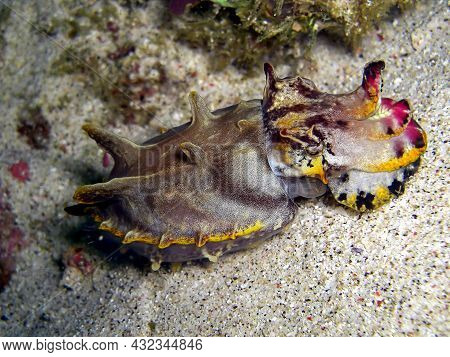 Flamboyant Cattlefish (seppie Flamboiant Cefalopode) On The Ground In The Filipino Sea 30.12.2015