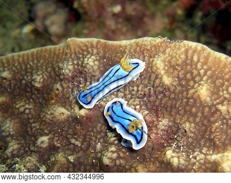 Blue Sea Snails (chromodoris Lochi) Togetger In The Filipino Sea 25.10.2014
