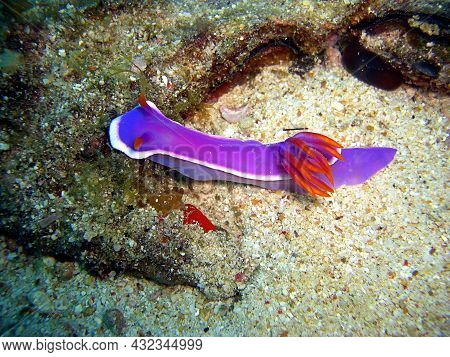 Colorful Sea Slug Or Nudibranch (hypselodoris Apolegma) On The Ground In The Filipino Sea 15.11.2014