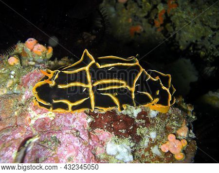 Black And Yellow Nudibranch Or Sea Slug (reticulidi Halgerda) On The Ground In The Filipino Sea 27.1